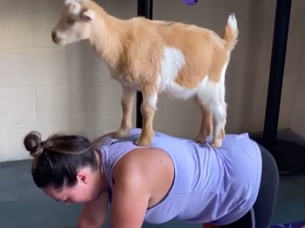 Goat Yoga for Mental Health